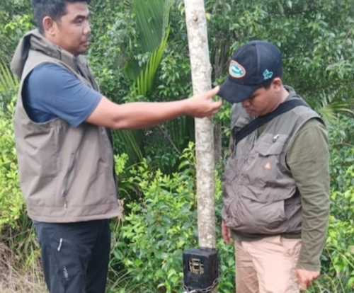 Harimau Sumatera Mangsa Ternak Warga di Inhil, BBKSDA Riau Pasang Camera Trap dan Drone