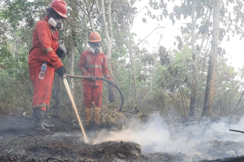Karhutla Kalimantan, 12.880 Personel Dikerahkan di Tiga Provinsi