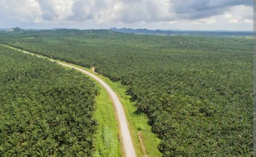 Hanya 30% Perusahaan Sawit di Riau Bayar Pajak, Sisanya Sengaja Mangkir ?