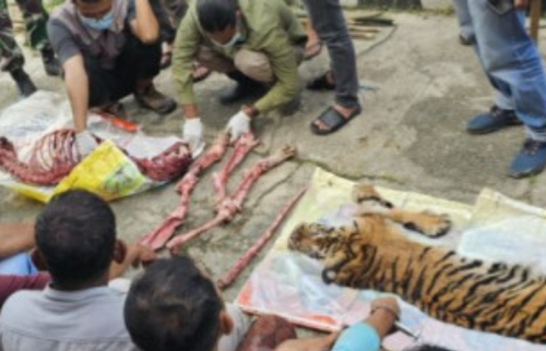 Nasib Pembunuh Keji Harimau Sumatera di Rohul, Kerja 1 Malam Terancam Bui 7 Tahun