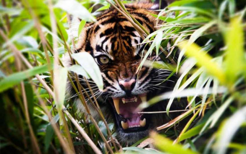 Viral Harimau Sumatera Disebut-sebut Muncul di Kampar Kiri Tengah, BBKSDA Riau Segera Telusuri