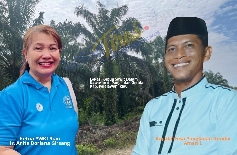 Anita Girsang Diduga Kuasai Puluhan Ha Lahan Kawasan Hutan, Kades Gondai Disebut Terlibat, Aktivis Desak Satgas PKH Segera Tertibkan !