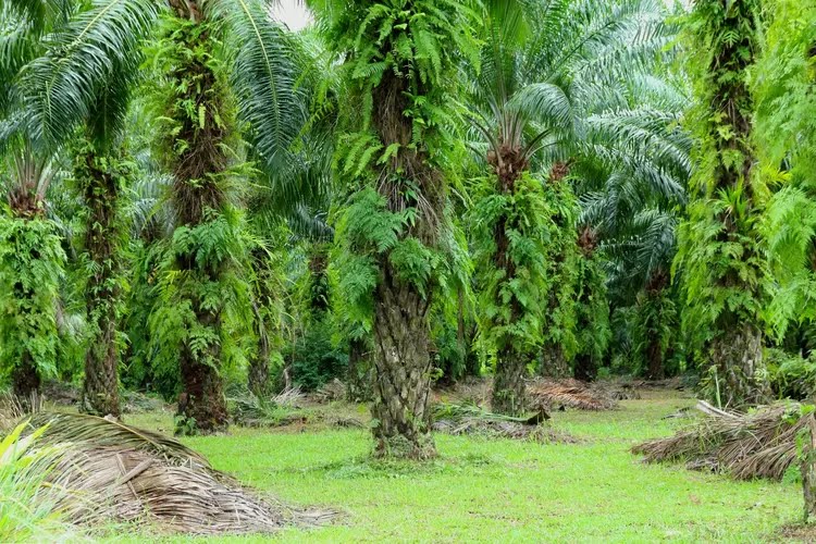 Proses Alih Fungsi Kebun Tasma Puja di Desa Kampar tak melibatkan Kades, Camat Kampa Rahmat Fajri Calo Tunggal ?